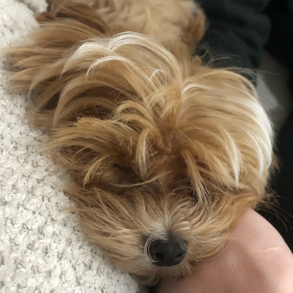 Meet your Posher, Sam